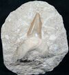 + Otodus Shark Tooth Fossil (Restored Root) #6350-1